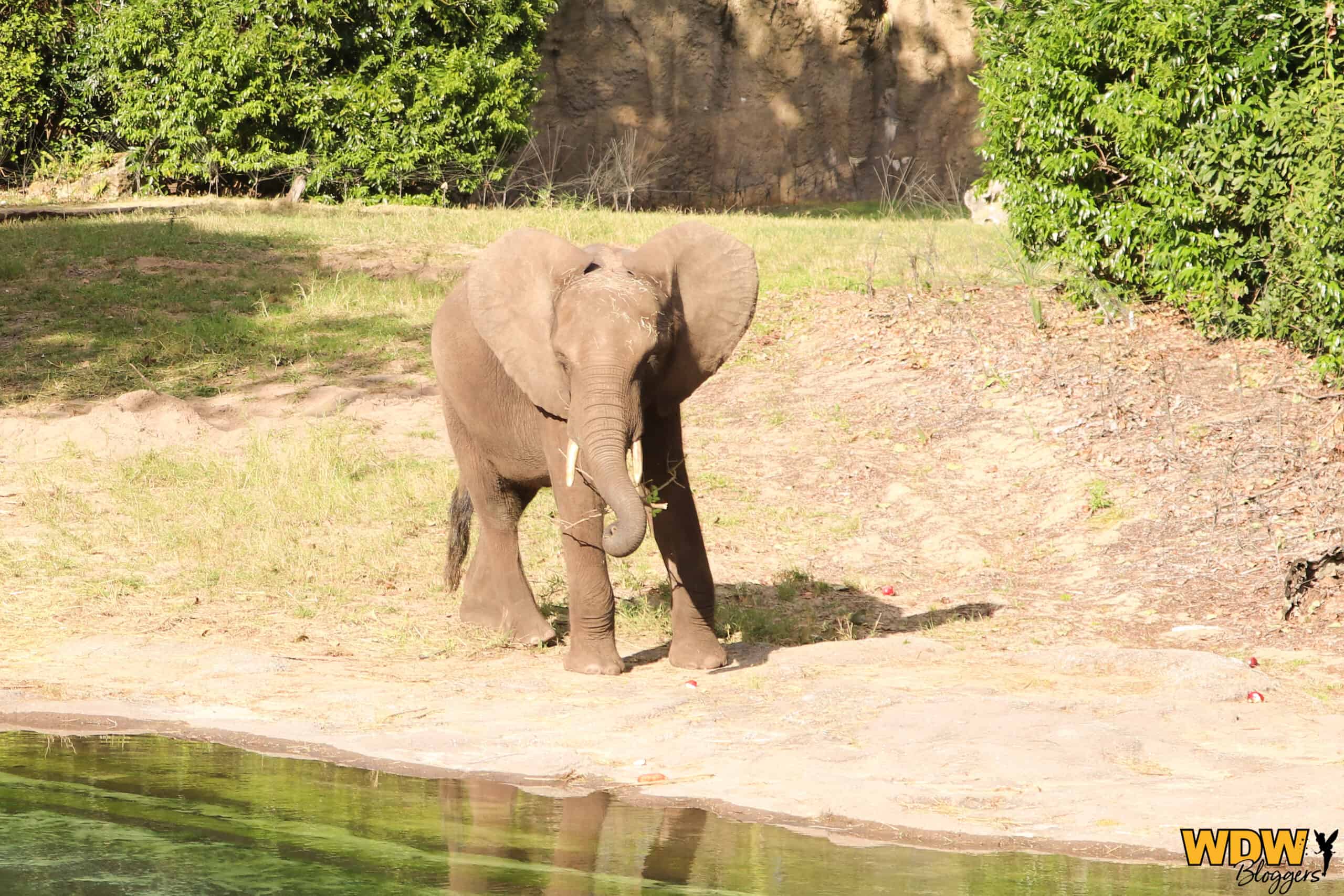 StephB Kilimanjaro Safaris 3 logo scaled