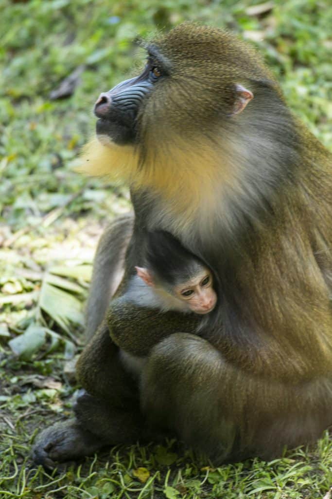 Baby-Mandrill-at-Animal-Kingdom