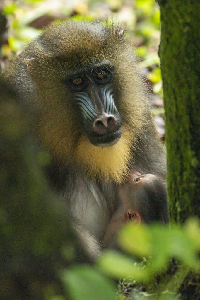 Baby-Mandrill-at-Disneys-Animal-Kingdom